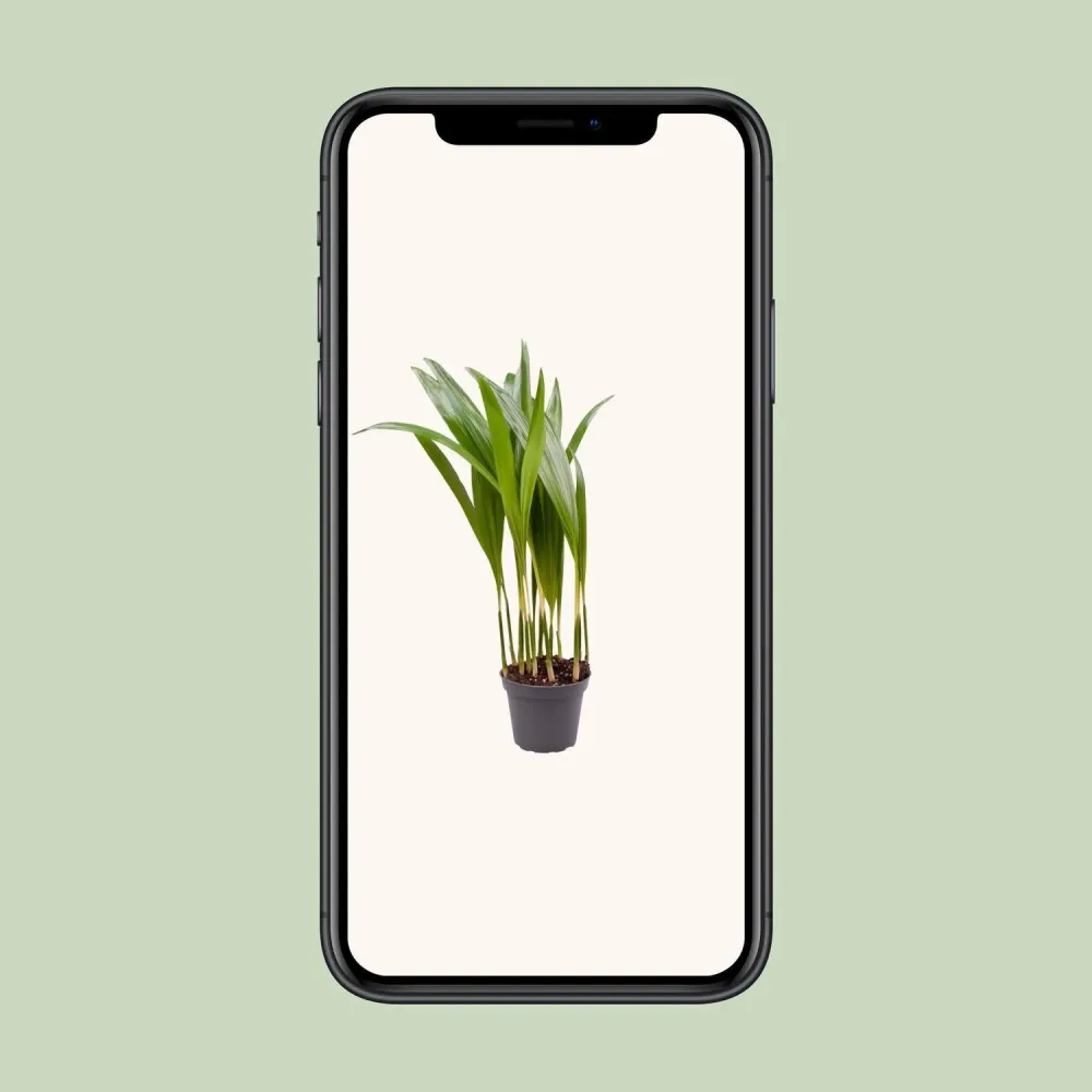 Mini Chrysalidocarpus Lutescens