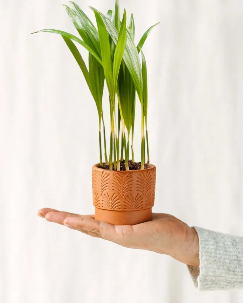 Mini Chrysalidocarpus Lutescens
