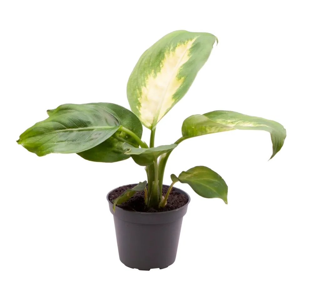 Mini Dieffenbachia Maculata Camilla