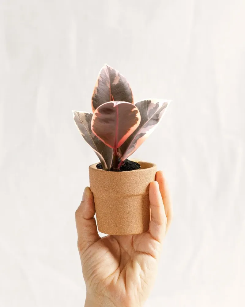 Mini Ficus Tineke