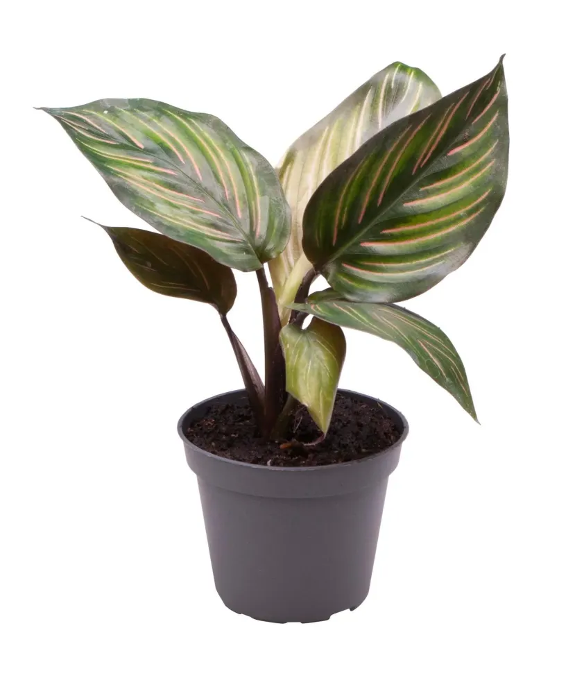 Mini Kalatea Mieli