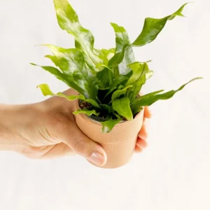 Mini Microsorum
