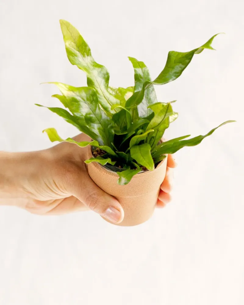 Mini Microsorum