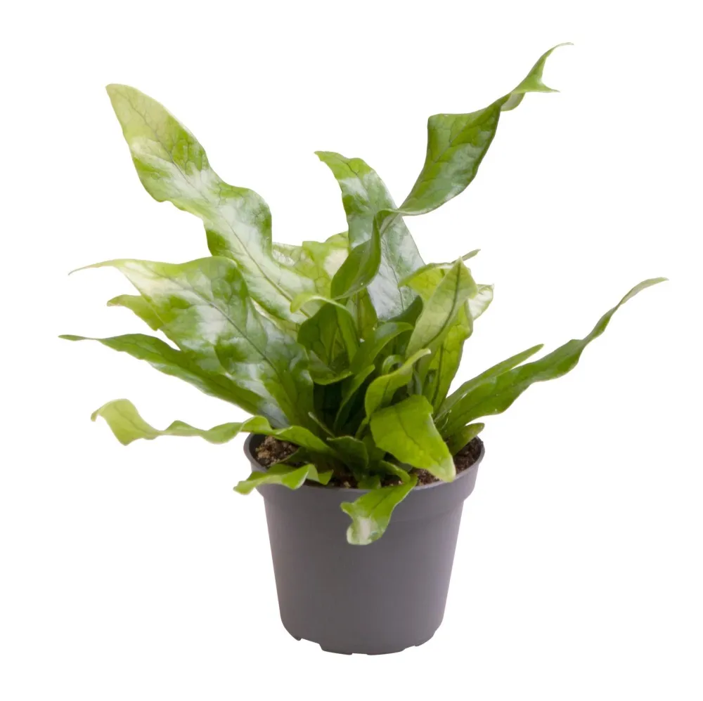 Mini Microsorum