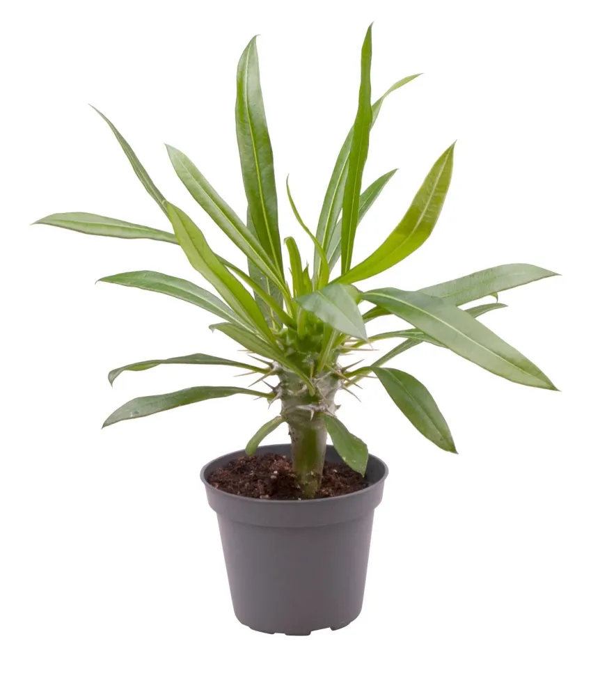 Mini Pachypodium Lameri