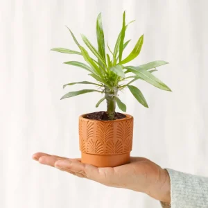 Mini Pachypodium Lameri