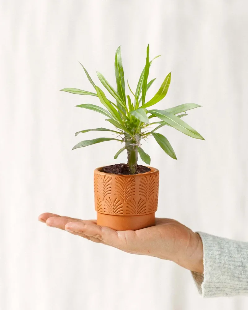 Mini Pachypodium Lameri