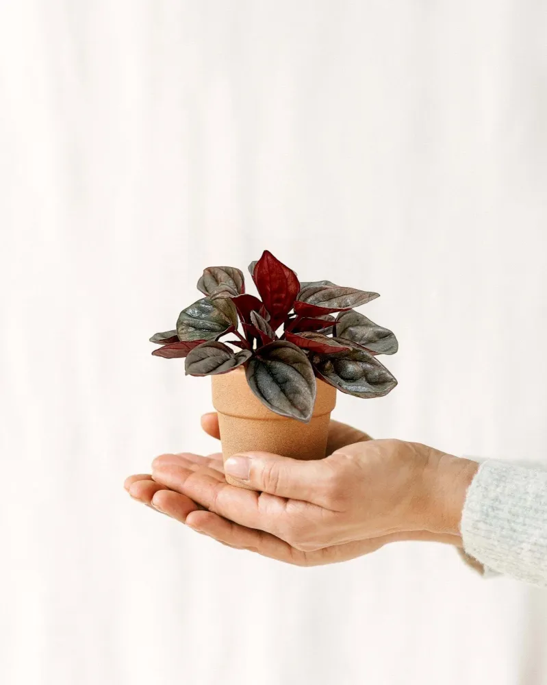 Mini Peperomia Caracas
