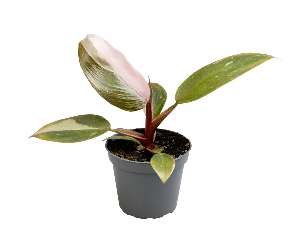 Mini Philodendron Pink Princess