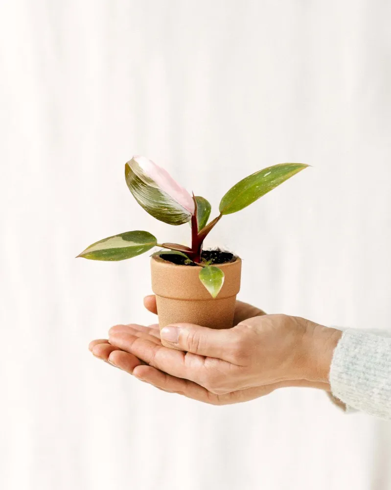 Mini Philodendron Pink Princess