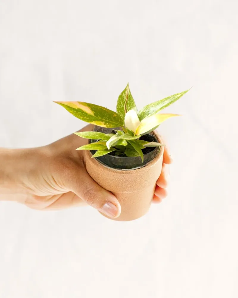 Mini Philodendron Ring Fire