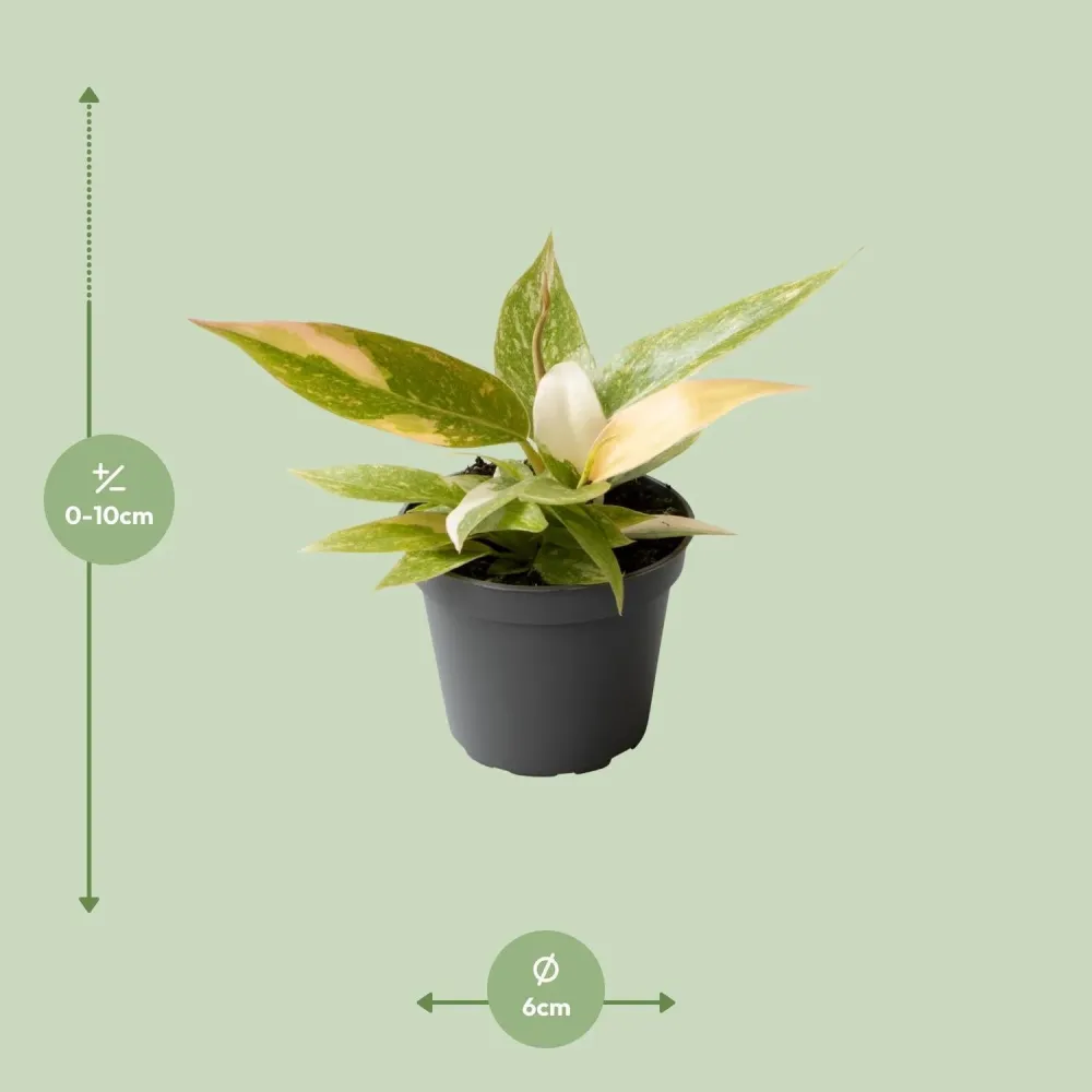 Mini Philodendron Ring Fire