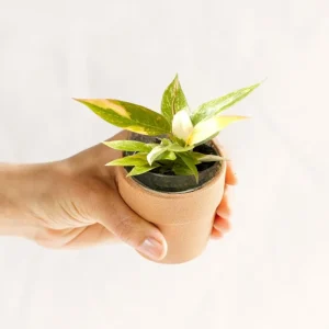 Mini Philodendron Ring Fire