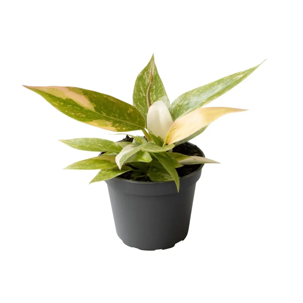 Mini Philodendron Ring Fire