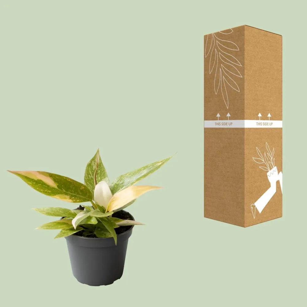 Mini Philodendron Ring Fire
