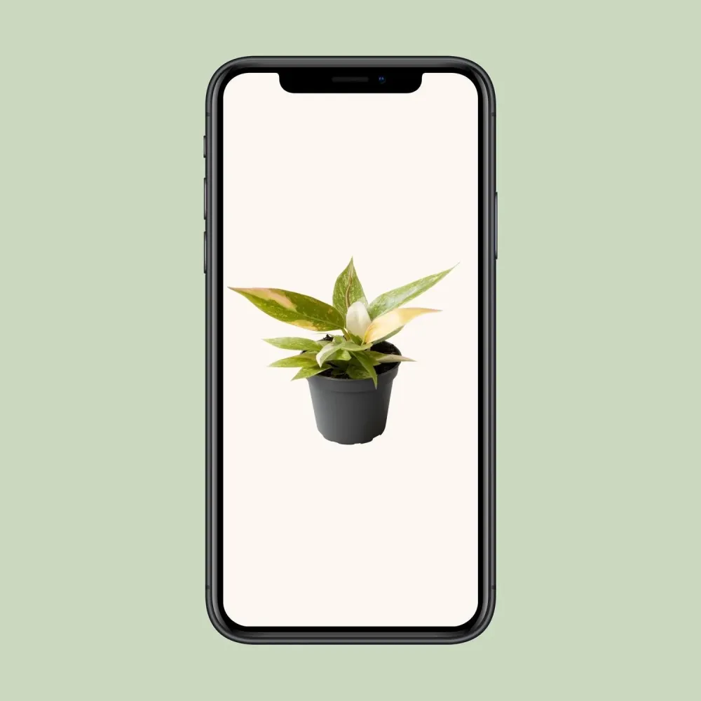 Mini Philodendron Ring Fire