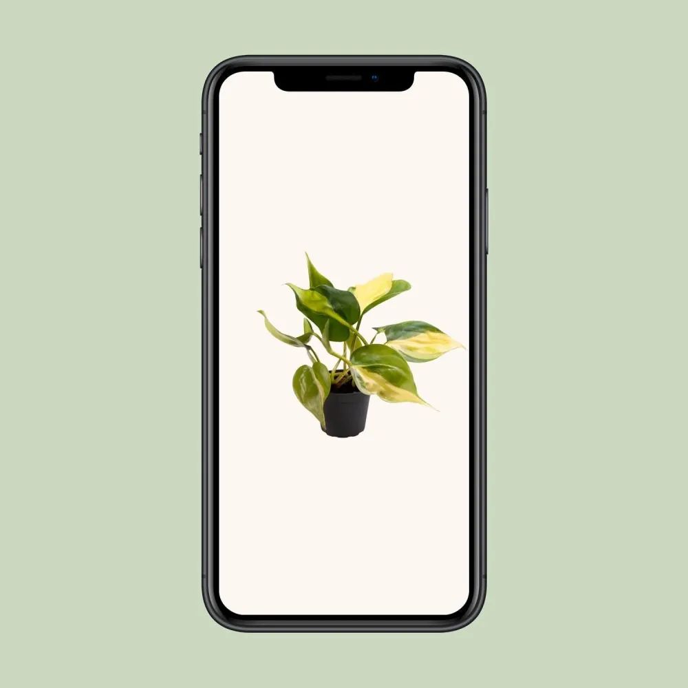 Mini Philodendron Scandens Brasil