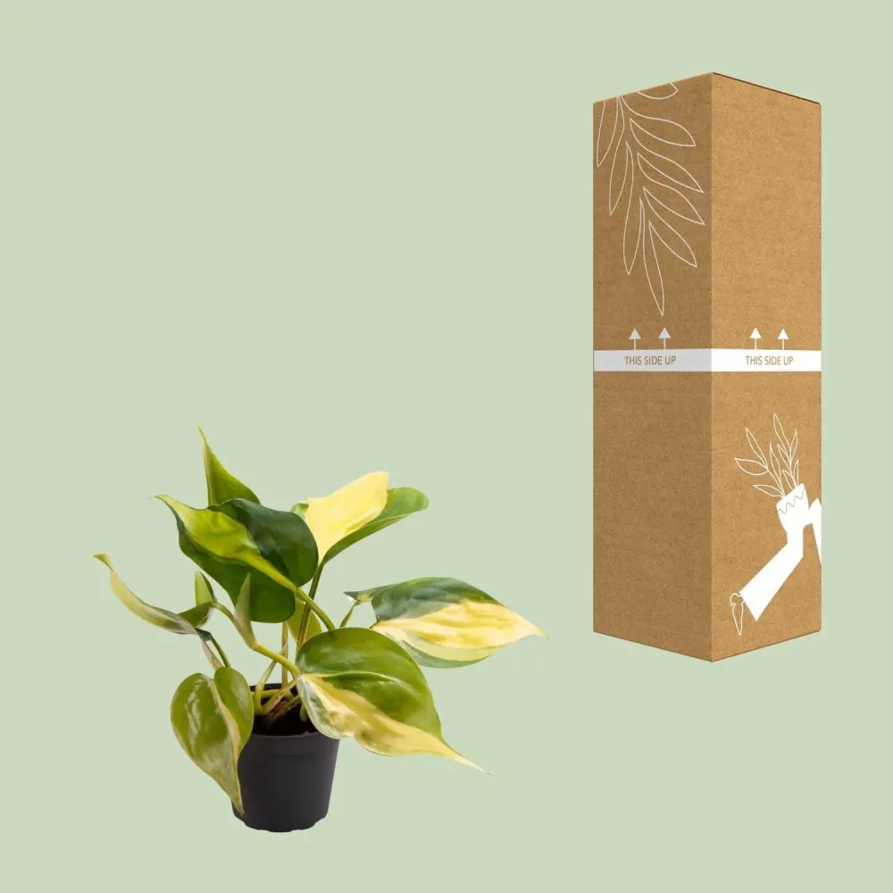 Mini Philodendron Scandens Brasil