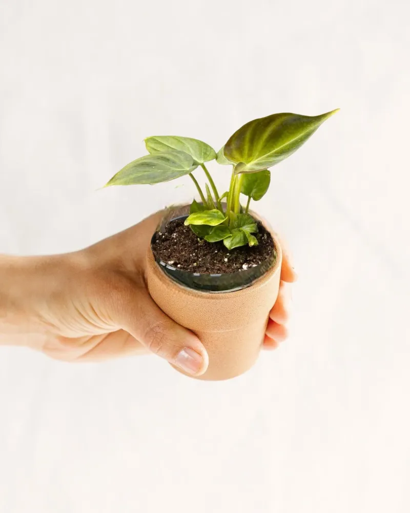 Mini Philodendron Verrucosum