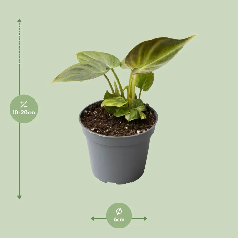 Mini Philodendron Verrucosum
