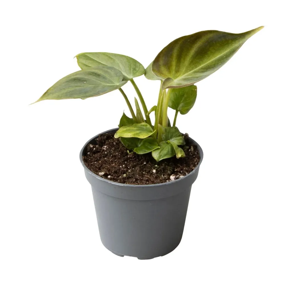 Mini Philodendron Verrucosum