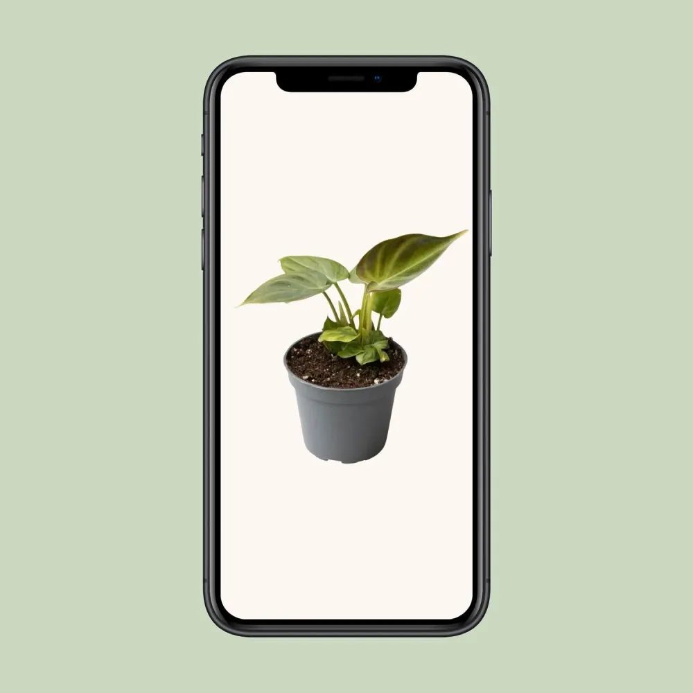 Mini Philodendron Verrucosum