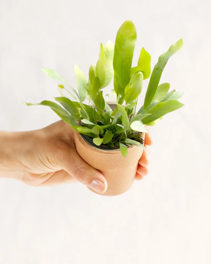 Mini Phlebodium Star