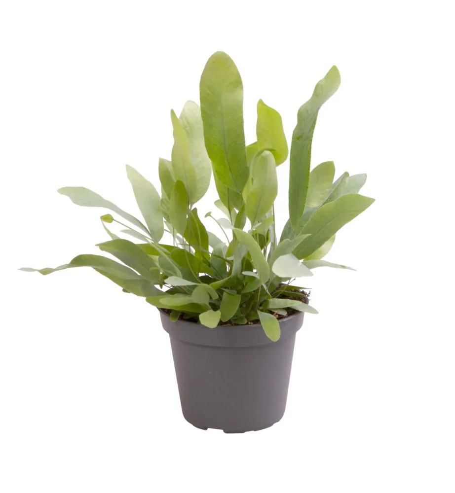 Mini Phlebodium Star