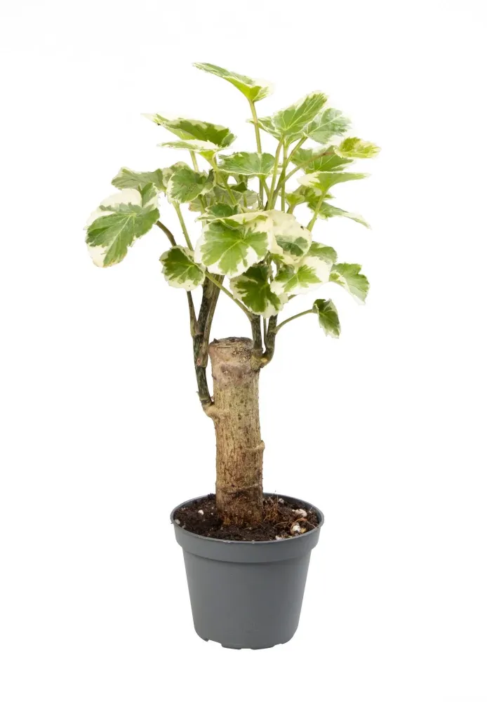 Mini Polyscias Balfouriana