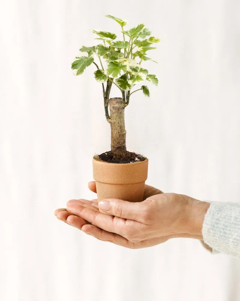 Mini Polyscias Balfouriana
