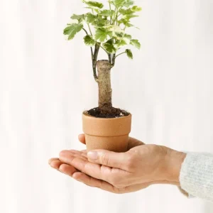 Mini Polyscias Balfouriana