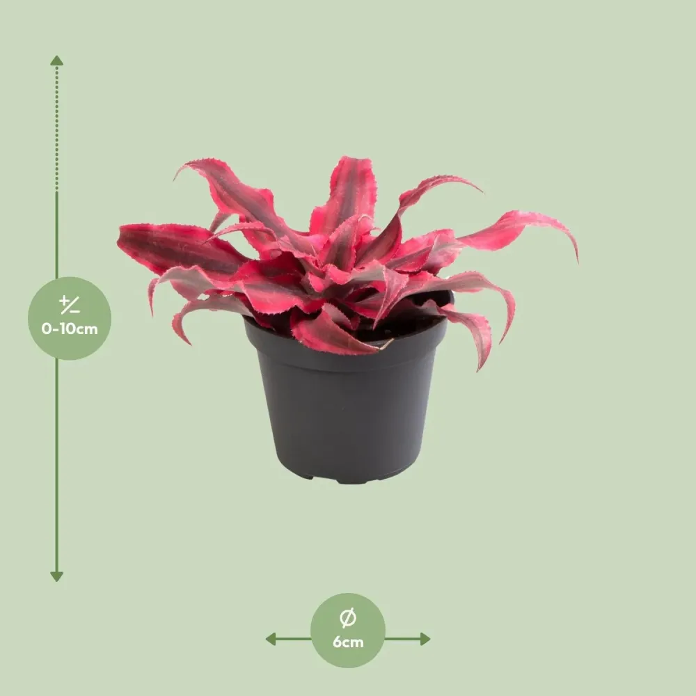Mini Tillandsia Cryptanthus