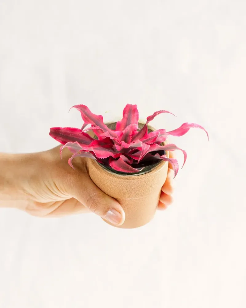Mini Tillandsia Cryptanthus