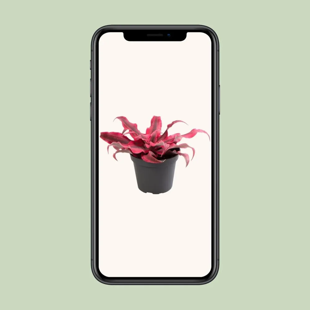 Mini Tillandsia Cryptanthus