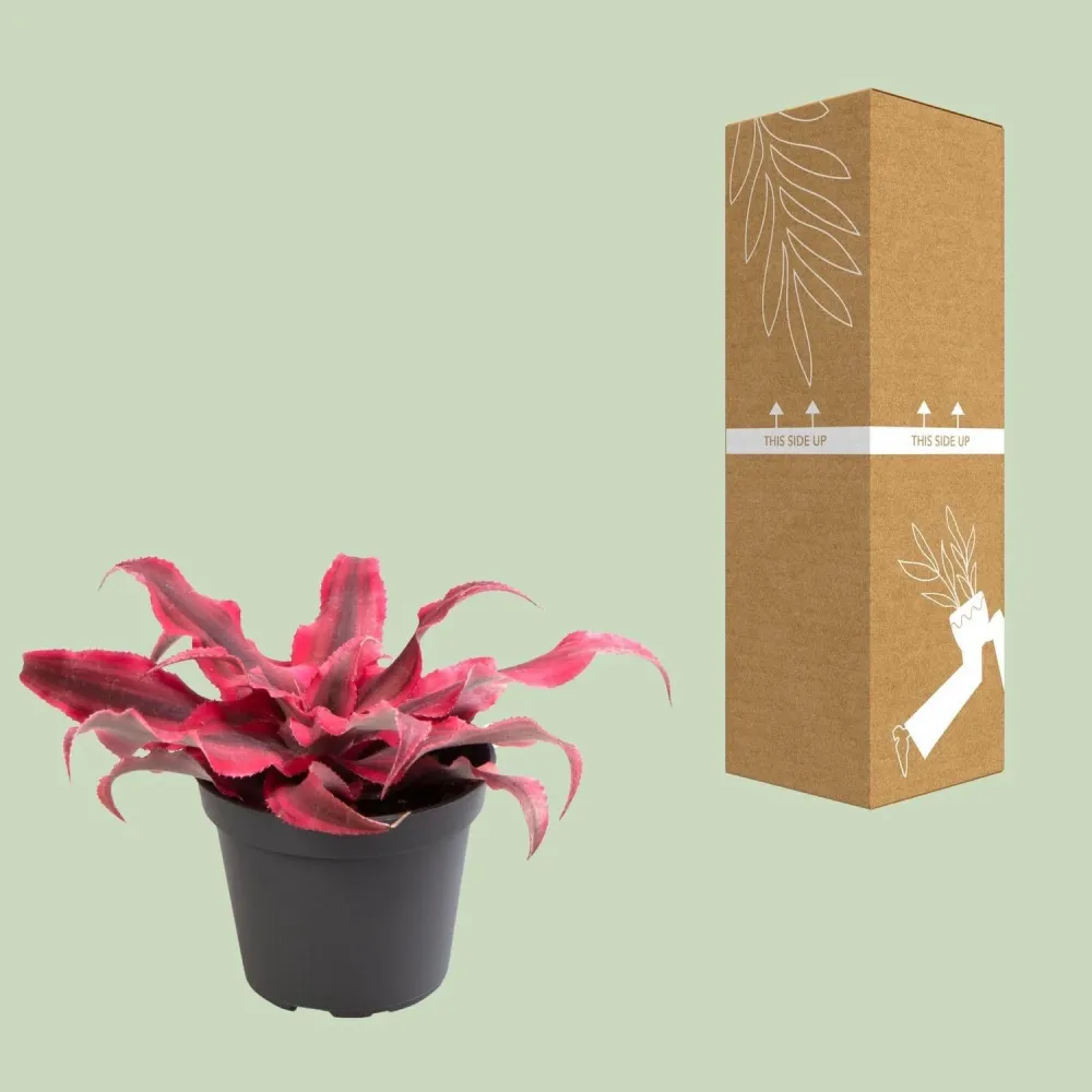 Mini Tillandsia Cryptanthus