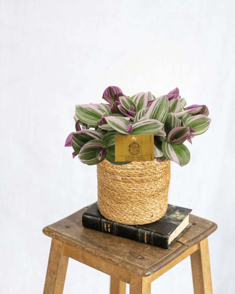 Misär Tradescantia Nanouk