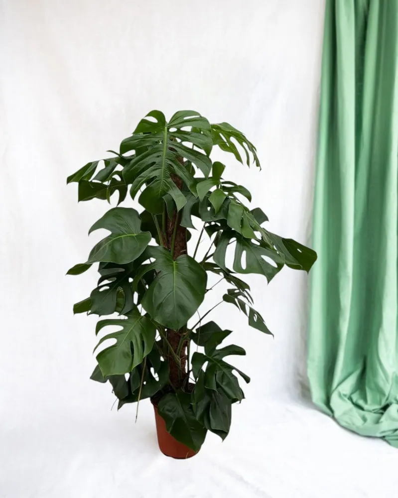 Monstera Deliciosa