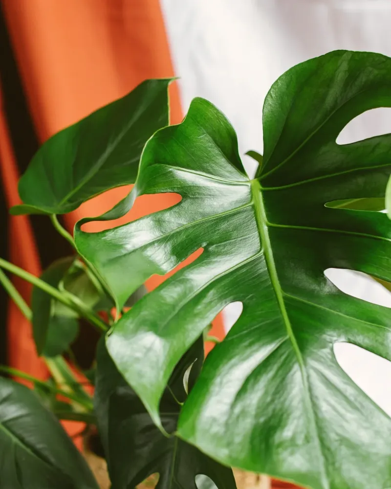 Monstera Deliciosa