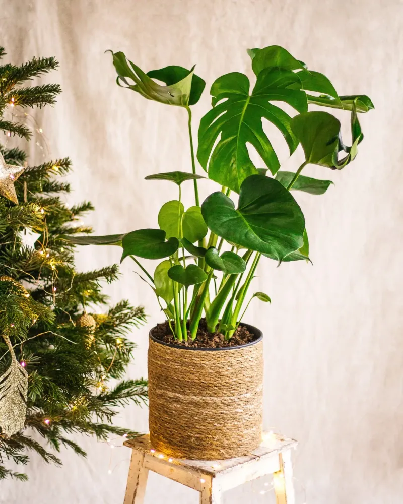 Monstera Deliciosa