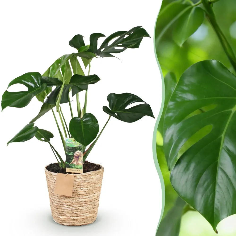 Monstera Deliciosa och korg