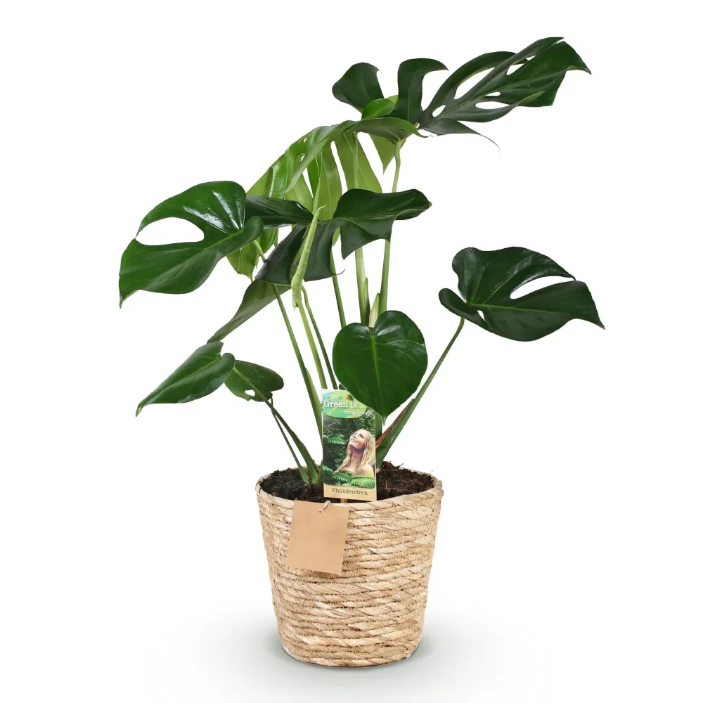 Monstera Deliciosa och korg