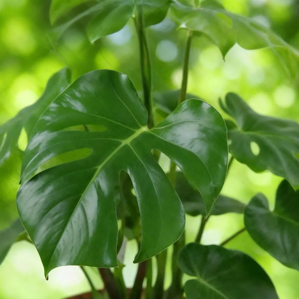 Monstera Deliciosa och korg