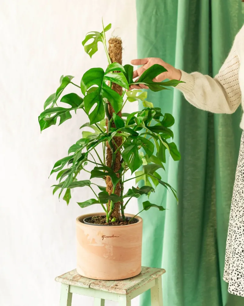 Monstera Minima på spel