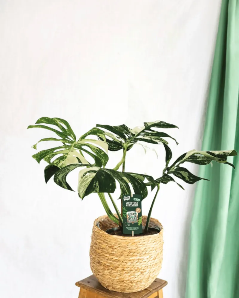 Monstera pertusum variegata