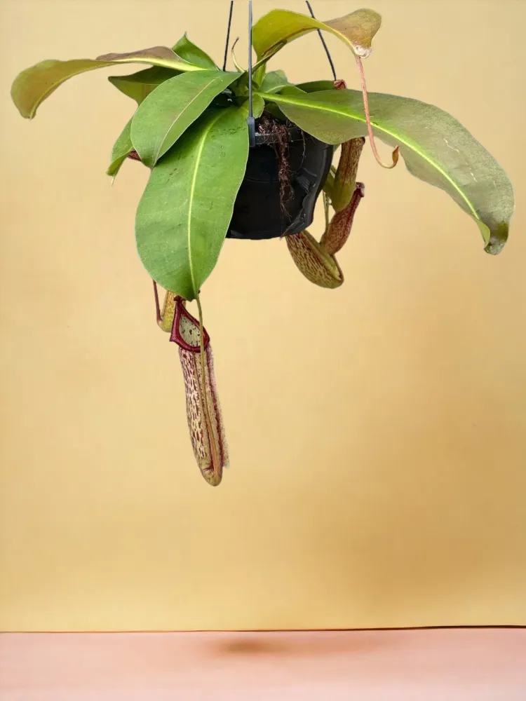 Nepenthes Apskädlingsflaskor