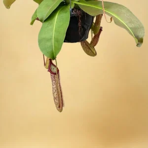 Nepenthes Apskädlingsflaskor
