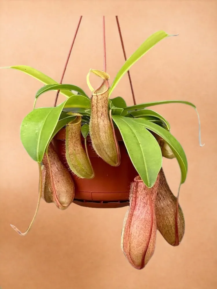 Nepenthes Monkey Jars Linda