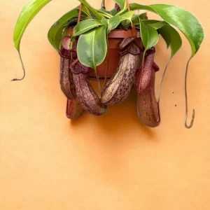 Nepenthes Monkey Jars Rob