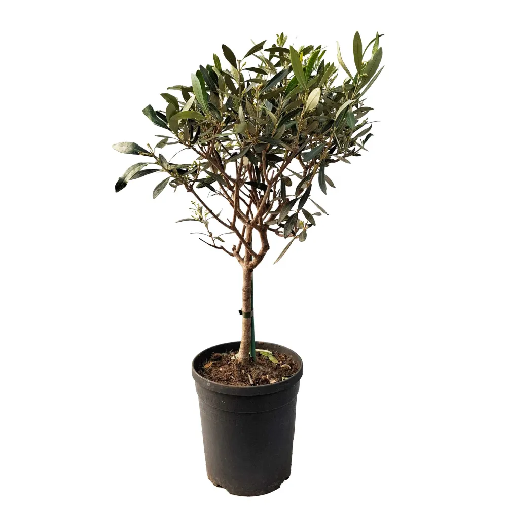 Olea-stjälk 16 cm