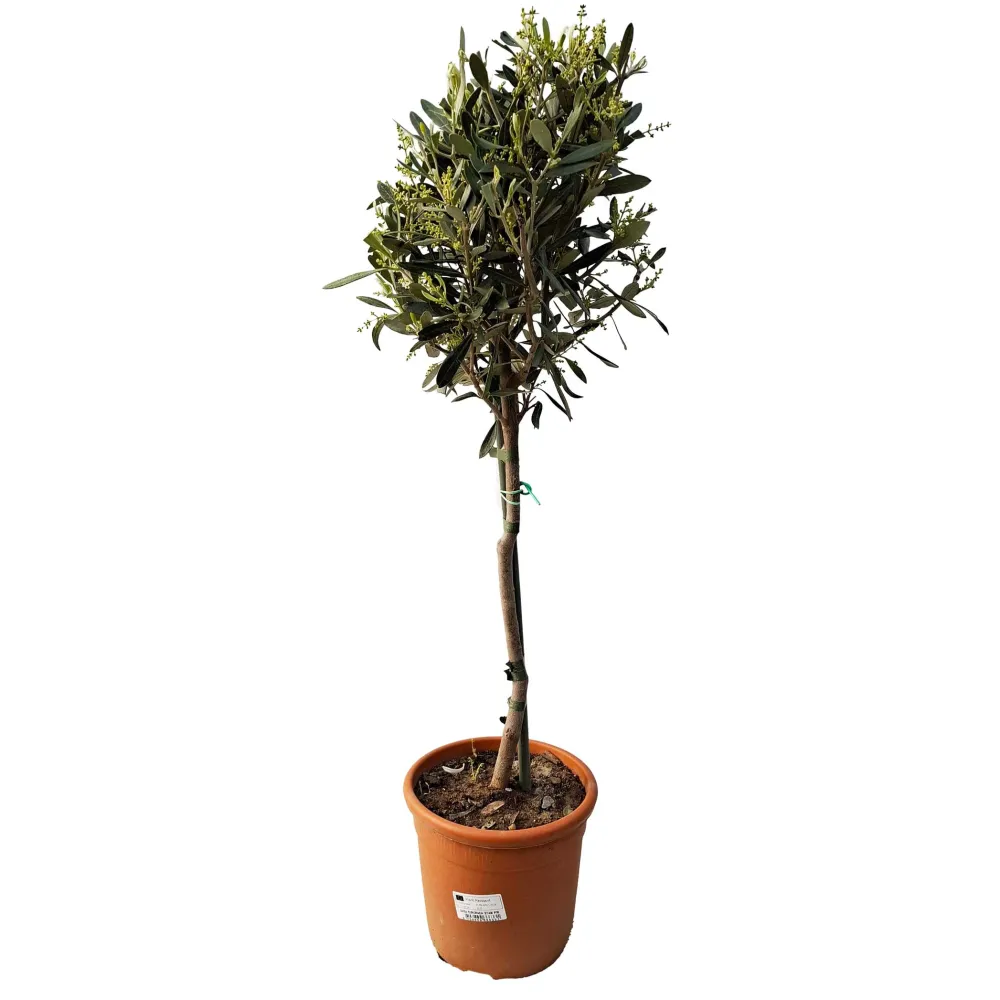Olea-stjälk 18 cm